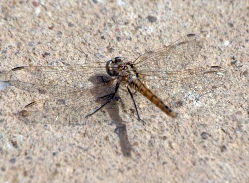Trithemis annulata